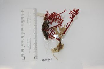 Media type: image;   Invertebrate Zoology ALCY-718 Description: Preserved specimen.;